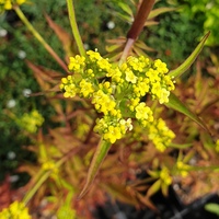 Patrinia monandra
